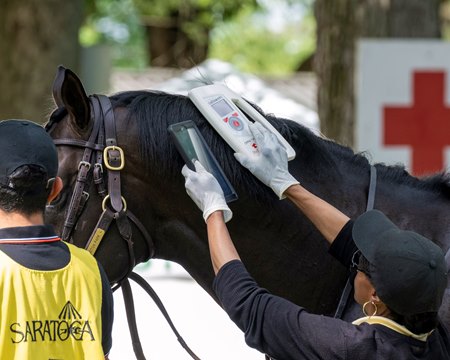 A microchip scanner is used to identify a horse