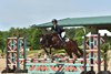 Diamond Bachelor, shown by Alison Andrews, winning the War Horse In-Hand 50+ Starts Class
New Vocations All-Thoroughbred Charity Show