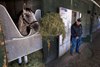 2024 Preakness winner Seize the Grey gets a look at the Oklahoma Training Center Sunday  June 2, 2024 in Saratoga Springs, N.Y. as his trainer D. Wayne Lukas looks on as he prepares for the 2024 Belmont Stakes which will be held at the historic Saratoga Race Course Saturday June 8th for the first time in history  Photo by Skip Dickstein