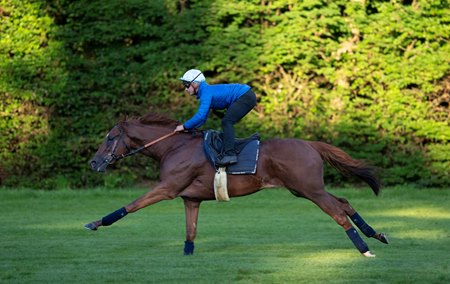 French Two Thousand Guineas winner Metropolitan works on the Les Reservoirs gallops in Chantilly