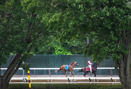 Talpit Raced Tapit Shoes - Horse Profile - BloodHorse