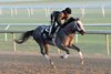 Seize the Grey working at Saratoga Race Course