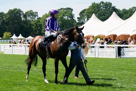 After winning last year's Queen's Vase at the Royal Ascot meeting, Illinois is expected to start as the favorite in the Gold Cup at Ascot Racecourse