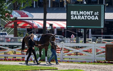 A Todd Pletcher trainee schools in the paddock at Saratoga Race Course during preparation for the Belmont Stakes