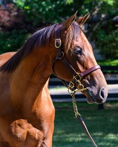 The Beau Liam colt consigned as Hip 182 at the Fasig-Tipton July Sale