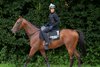 Rosallion and Sean Levey head to the gallops at Richard Hannon&#39;s Herridge Stables near Hungerford 23.7.24
Pic: Edward Whitaker
