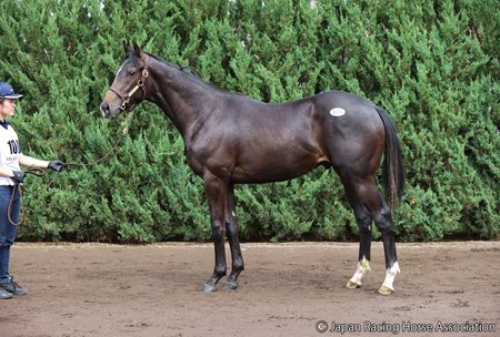 A Kitasan Black colt sold for the equivalent of $3.66 million at the yearling session of the JRHA yearling and foal sale July 8