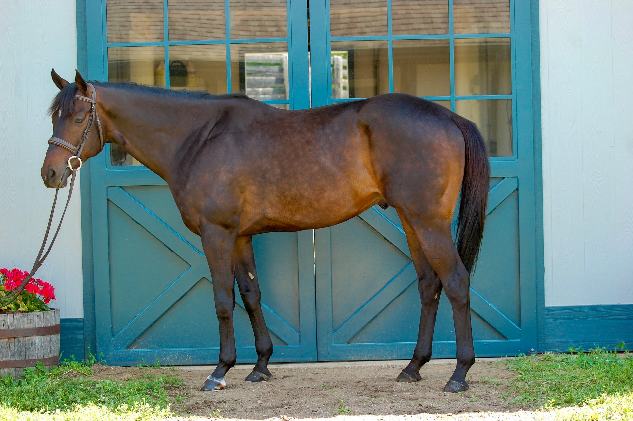 Smile Happy - Horse Profile - BloodHorse