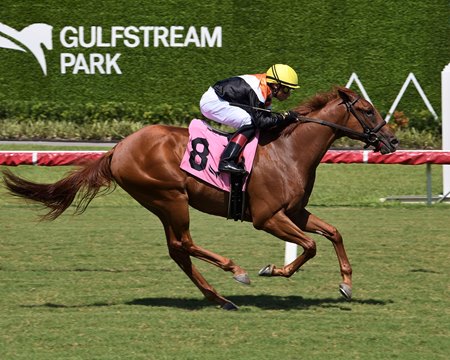 Bridle a Butterfly wins his debut at Gulfstream Park