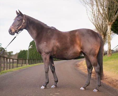 Tahnee Tiara, consigned as Lot 354, tops the Inglis Digital July Sale at AU$545,000