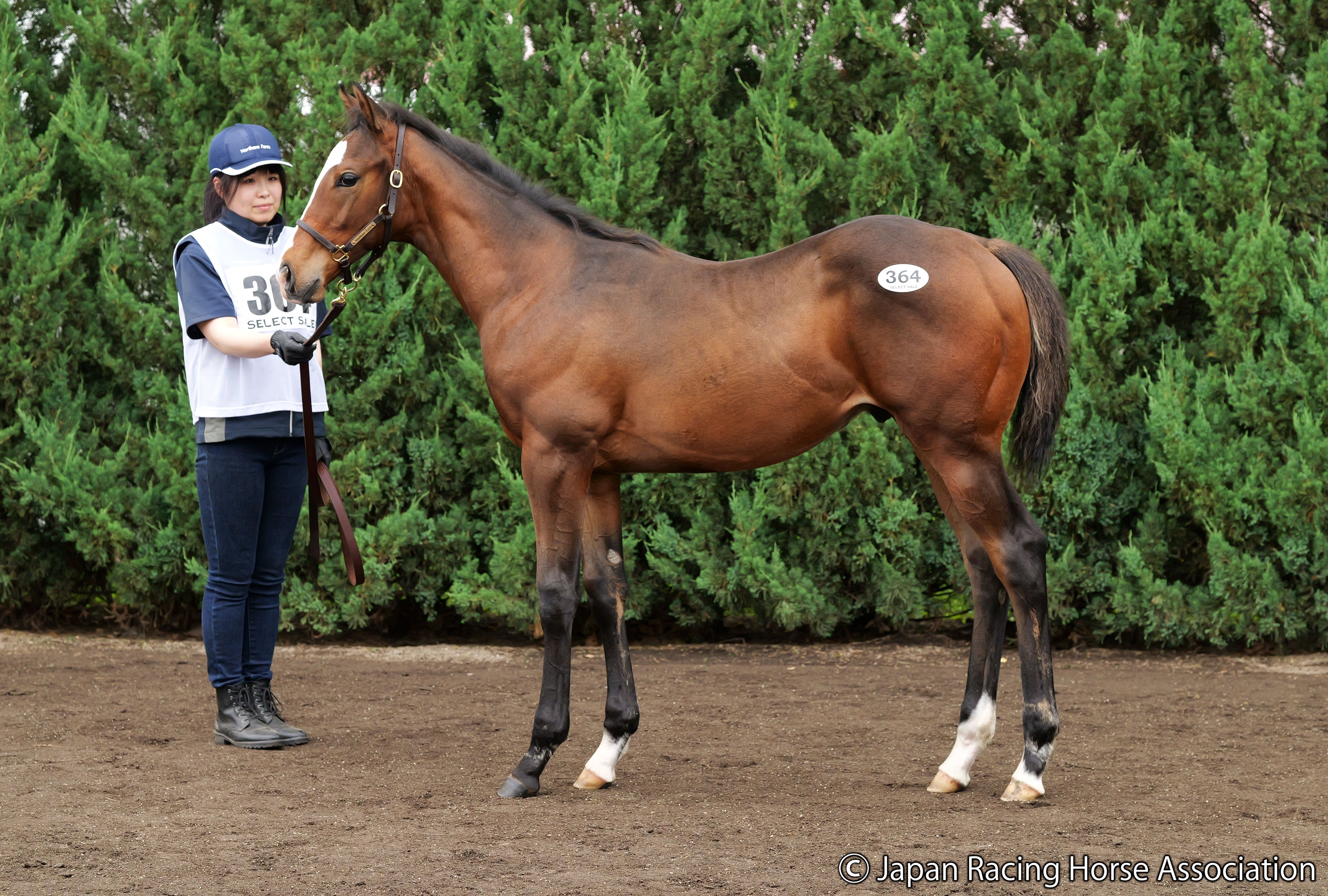 Kitasan Black Colt Tops JRHA Sale Weanling Session - BloodHorse