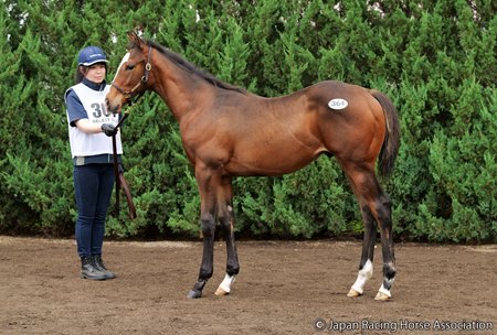 The Kitasan Black colt consigned as Hip 364 tops the foal session of the Japan Racing Horse Association Select Sale