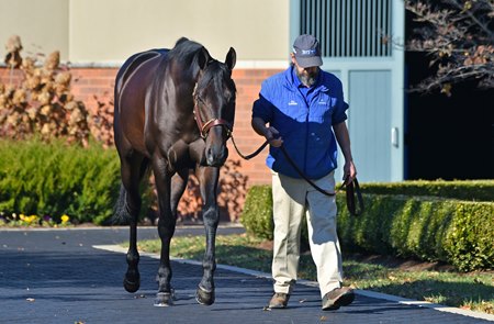 Maxfield at Darley