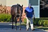 December 3, 2021: Maxfield at Darley
Rick Samuels/The Blood-Horse