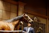 Hip 135, 2024 Fasig-Tipton July Selected Yearling Sale