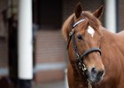 Night Of Thunder.
Kildangan Stud.
Irish Stallion Trail.
Photo: Patrick McCann/Racing Post
12.01.2024