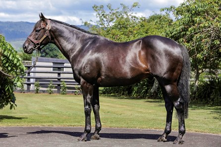 Savabeel at Waikato Stud in New Zealand