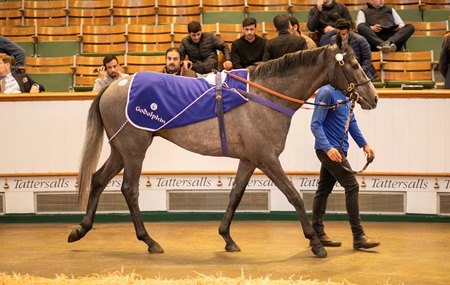 Godolphin will offer 30 fillies and mares in the July 8 session of the Tattersalls July Sale