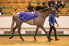 Lot 846 Signalman (IRE) 2021 Gr.G.  BY New Approach (IRE) EX White Light (GB)     	Godolphin	Oliver St Lawrence Bloodstock	130,000
Tattersalls July Sale
2024-07-11
11/07/2024