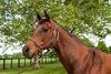 Liable, the 2010 Kentucky Broodmare of the Year best known for producing Eclipse Award champion and Breeders’ Cup Classic winner Blame, died on July 19 due to the infirmities of old age.