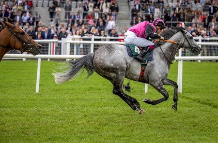 Big Gossey (IRE) - Horse Profile - BloodHorse