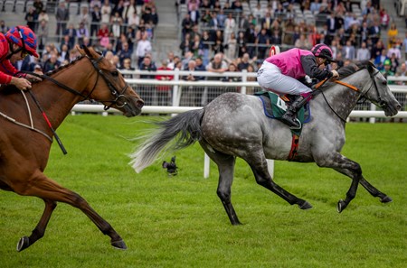 Big Gossey (IRE) - Horse Profile - BloodHorse
