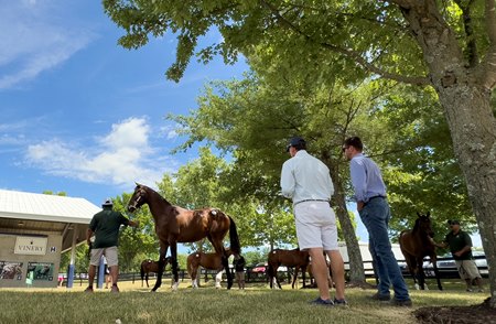 Yearling inspections at the F-T July Sale