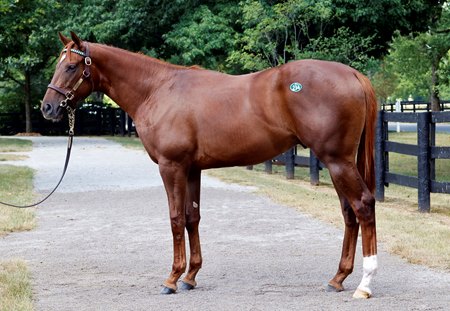 Hip 234 is one of two colts by Vekoma entered in the 2024 Fasig-Tipton The July Sale