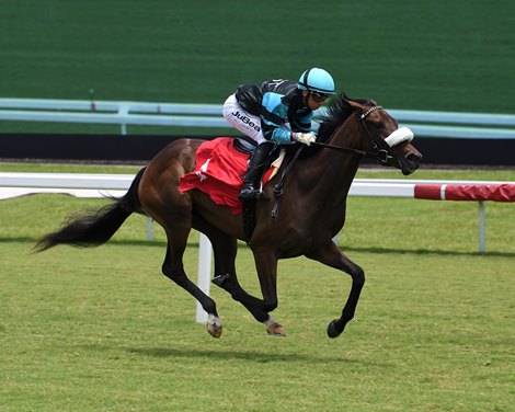 Bellavinino Tops Inglis Digital USA Sale at $170,000 - BloodHorse