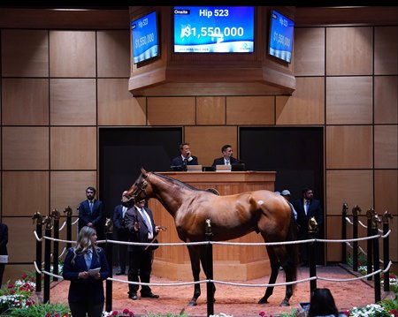 Hip 523, Informed Patriot, in the sales ring at the Fasig-Tipton July Sale
