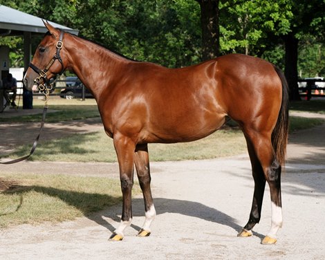 Fasig-Tipton July Selected Yearling Sale Notebook