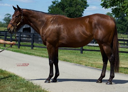 Hazelbrook, consigned as Lot 21 to the Inglis Digital USA July Sale