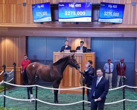 New York-bred champion 2-year-old male Arctic Beast, consigned as Hip 485, in the ring in 2024 at the Fasig-Tipton New York-Bred Yearlings Sale