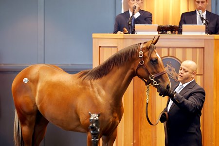 Hip 595, a Quality Road colt, brought a sale-topping $370,000 at the Fasig-Tipton Saratoga sale of New York-bred yearlings