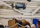 2024 Texas Summer Yearling Sale, Hip 176