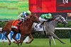 Grayosh with Flavien Prat win the 41st Running of The Lake Placid (GII) at Saratoga on August 17, 2024 over She Feels Pretty with John Velazquez. Photo By: Chad B. Harmon