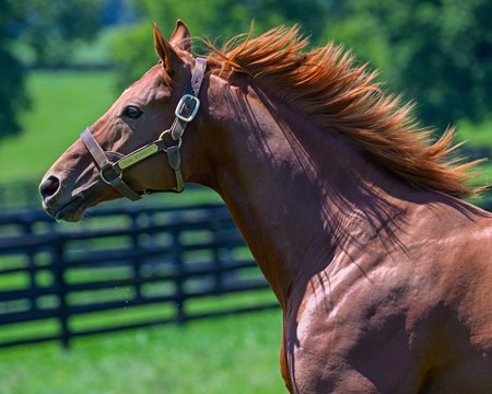 Gun Runner at Three Chimneys Farm