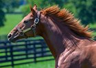 Gun Runner in his paddock at Three Chimneys Farm near Midway, Ky.. on Aug. 10, 2024.