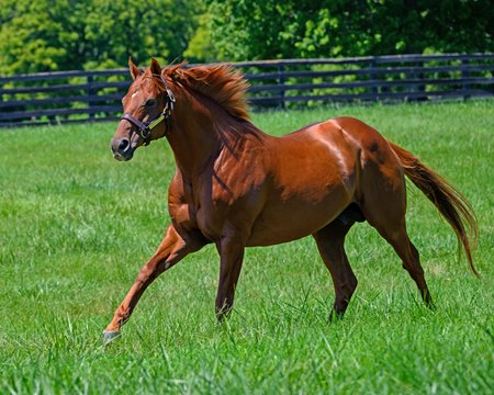 Three Chimneys Farm's Gun Runner had a Keeneland September Yearling Sale average of $877,125, the highest for the top sire since 2017