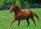 Gun Runner in his paddock at Three Chimneys Farm near Midway, Ky.. on Aug. 10, 2024.