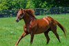Gun Runner in his paddock at Three Chimneys Farm near Midway, Ky.. on Aug. 10, 2024.