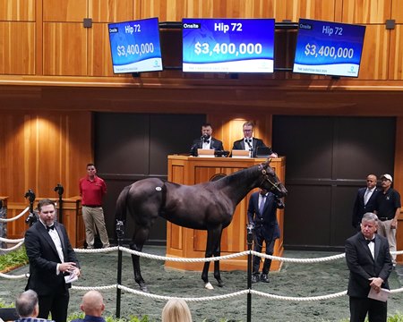 Hip 72, a colt by Not This Time, consigned by Nardelli Sales at the Fasig-Tipton Saratoga Sale