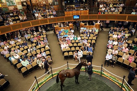 A horse in the ring at the Humphrey S. Finney Sales Pavilion at Fasig-Tipton