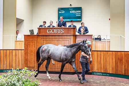 The Havana Grey filly consigned as Lot 157 in the ring at the Goffs UK Premier Yearling Sale