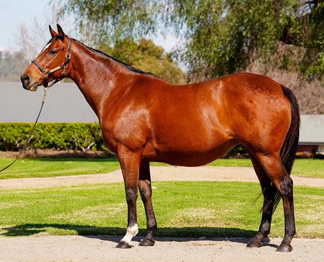 Marabi leads Magic Millions virtual sales with .4 million