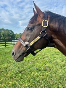 Colonel John at WinStar Farm in August 2024