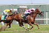 Alogon #6 ridden by Jaime Rodriguez wins the $100,000 Parx Dash on August 24, 2024 at Parx Racing in Bensalem, PA. Alogon is trained by Edward Allard for owner Charles Matses. Photo by Barbara Weidl/EQUI-PHOTO.