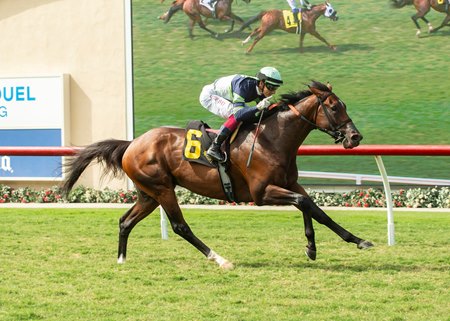 Stay Hot wins the La Jolla Handicap, one of his four stakes victories, at Del Mar