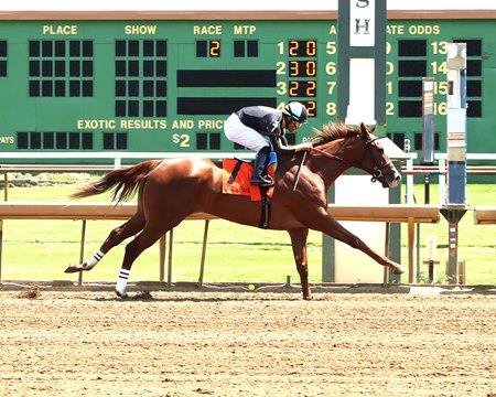 Liam in the Dust breaks her maiden in August 2024 at Ellis Park