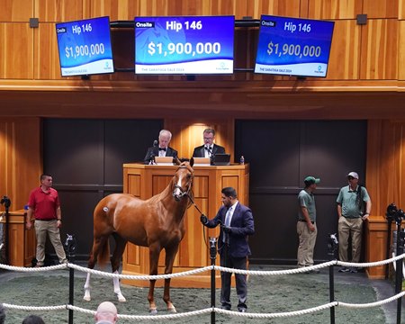 Dual graded stakes winner Paladin, consigned as Hip 146, in the ring in 2024 at Fasig-Tipton's The Saratoga Sale